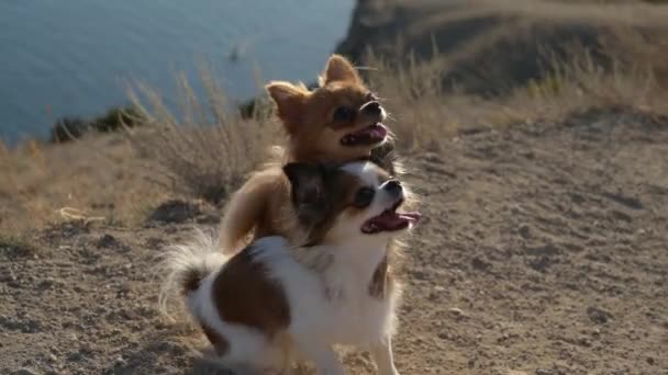 Two funny pet chihuahua dogs embrace hugging during obedience training on summer sea mountain coast in sunset — Stock Video