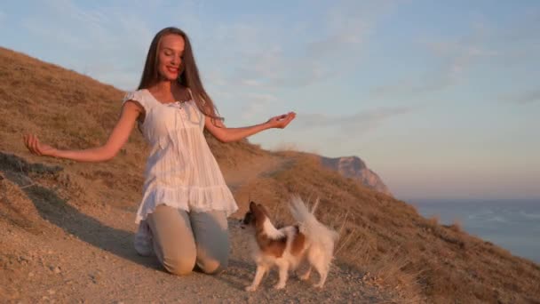 Активная маленькая собачка чихуахуа перепрыгивает через руки хозяйки, делая трюки на морском побережье на закате во время тренировок по повиновению — стоковое видео