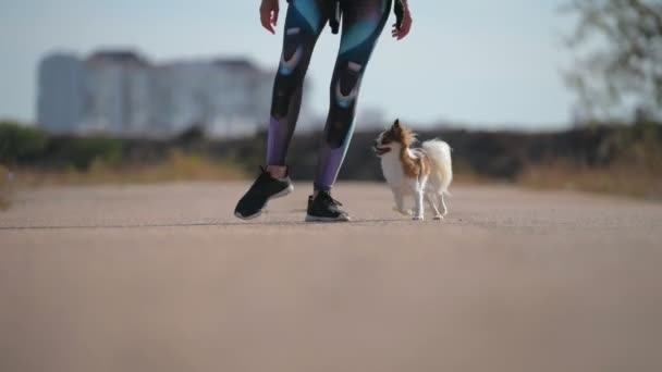 Entrenamiento de obediencia de mascotas de perro chihuahua que corre bajo las piernas de entrenadora propietaria durante la actividad de ocio al aire libre en la ciudad — Vídeos de Stock