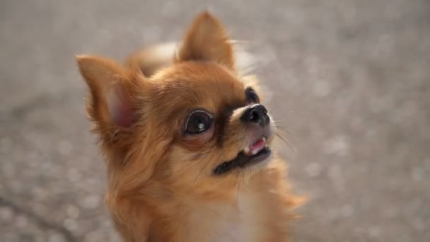 실외에서 여가 활동을 하는 동안커다란 검은 눈을 가진 갈색귀여운 치와와 애완 동물 개를 가까이 서 볼 수있다 — 비디오