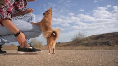 İtaat eğitimi alan genç bir kadının boş zamanlarında asfalt ve mavi gökyüzü arka planında küçük bir chihuahua köpeğine oyuncak fırlatması.