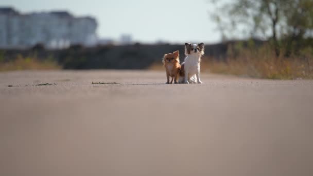Dos perros chihuahua sentados y corriendo juntos sobre asfalto durante el entrenamiento urbano al aire libre — Vídeos de Stock
