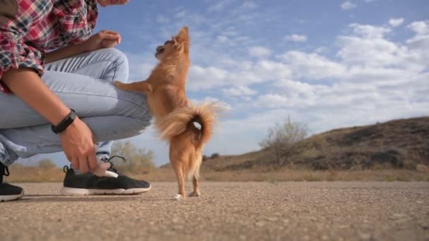 Entrenamiento de obediencia actividad de ocio al aire libre de mujer joven lanzando juguete a pequeño perro mascota de chihuahua sobre fondo de asfalto y cielo azul — Vídeo de stock