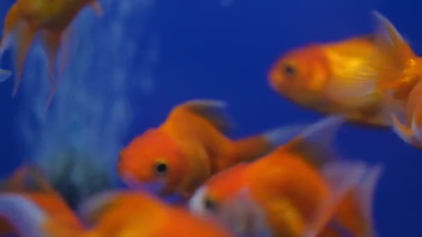 Grupo de peces de oro naranja nadando bajo el acuario tanque de agua azul con burbujas de oxígeno del aire — Vídeos de Stock