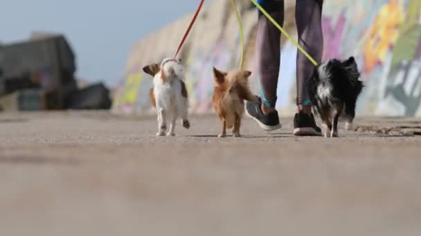 Активная ходьба молодой спортивной женщины, водящей трех маленьких собак на поводке на летнем пирсе во время досуга — стоковое видео