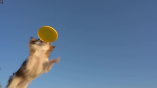 Active little chihuahua pet dog flying in air catching jumping yellow frisbee disc on blue sky background during sport healthy training leisure outdoor activity bringing to woman owner — Stock Video