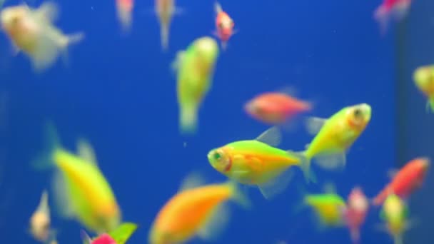 Muitos peixes pequenos coloridos nadando no tanque de aquário azul — Vídeo de Stock