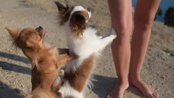 Obbedienza formazione canina di due cani di piccola taglia chihuahua fare trucco appoggiato alle gambe del proprietario femminile e guardando in alto — Video Stock