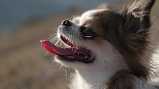 아름다운 치와와 애완 동물 동물인 포유 동물개는 긴 혀와 밖에서 즐기는 개의 이빨로 감싼 채 위를 올려다 본다 — 비디오