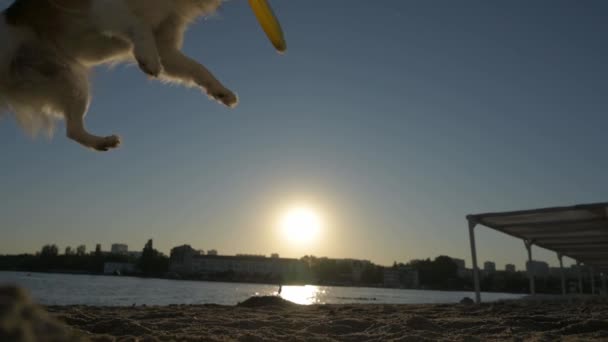 Hund spielt bei Freizeitaktivität mit gelber Scheibe am Strand bei Sonnenuntergang — Stockvideo