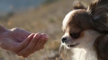 Bir kadın sahibi, boş zamanlarında küçük chihuahua köpeğine temiz su veriyor.