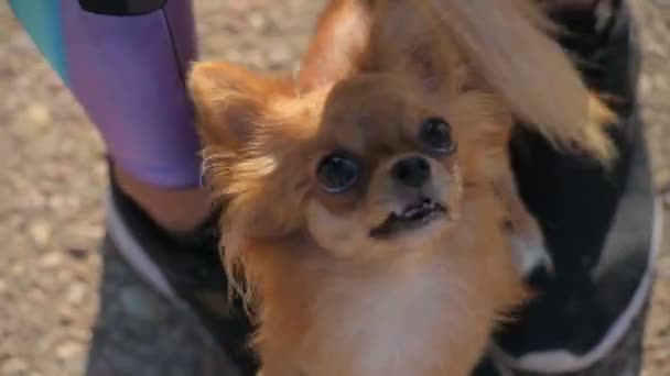 Смешная маленькая собака чихуахуа питомец глядя вверх с любовью и дружбой стоя между ног владельца женщины — стоковое видео