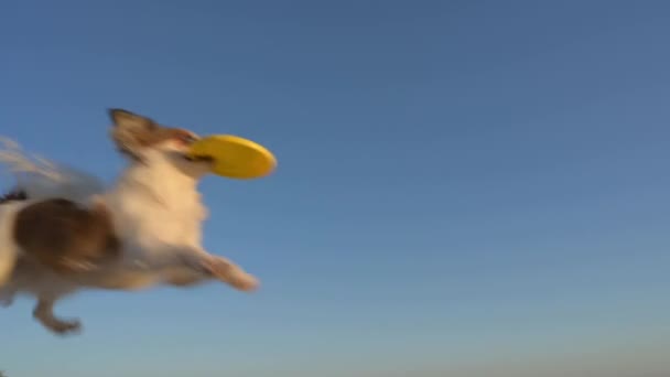 Pouco ativo chihuahua cão de estimação voando no ar captura disco frisbee amarelo no fundo do céu azul durante o esporte treinamento saudável lazer atividade ao ar livre — Vídeo de Stock