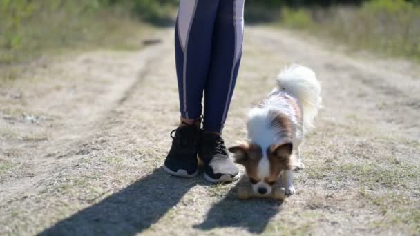 Legs of sport young woman pet owner near little chihuahua dog taking wooden toy bone according to girl order in slow motion during outdoor activity — Vídeos de Stock