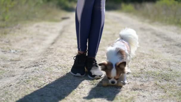 小さなChihuahua犬の近くにスポーツの若い女性ペットの所有者の足は、屋外活動中にスローモーションで女の子の順序に従って木製のおもちゃの骨を取ります — ストック動画