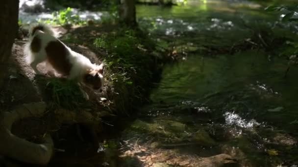 Worrying little chihuahua wet pet dog jumping in river water with fear in green park forest — Stock Video