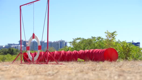 Agility pet training using equipment during summer leisure activity of young sport woman and small chihuahua dog — Vídeos de Stock