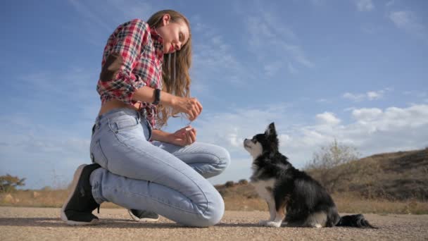 Слухняність на відкритому повітрі підготовка домашньої тварини молода жінка власник тренує маленького собаку чихуахуа, щоб стояти на задніх ногах і годувати — стокове відео