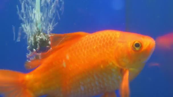 Orange gold fish in blue water aquarium tank with air bubbles — Vídeos de Stock