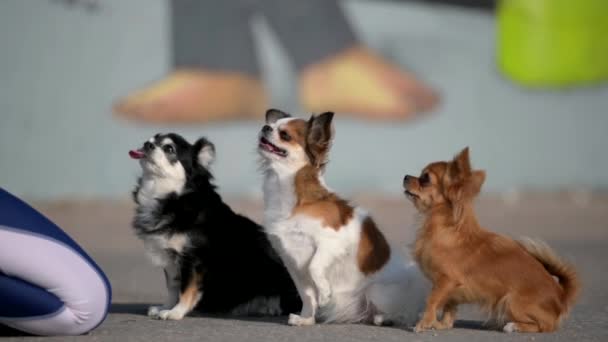Повиновение домашним животным обучение трех собак чихуахуа, сидящих вместе с владельцем на открытом воздухе досуга в замедленной съемке — стоковое видео