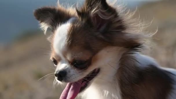 Closeup face of one little beautiful chihuahua pet dog during outdoor mountain leisure activity — Stock video