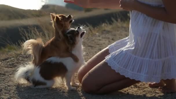 Beautiful thin young woman owner training and petting two chihuahua pet dogs in mountains near sea shore on summer warm sunset during vacation leisure activity — Stock video