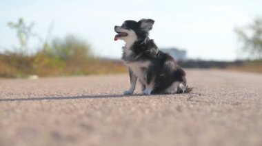 Siyah ve beyaz chihuahua evcil köpeği asfaltta oturuyor ve sırasına göre uzanıyor açık hava eğitimi sırasında.