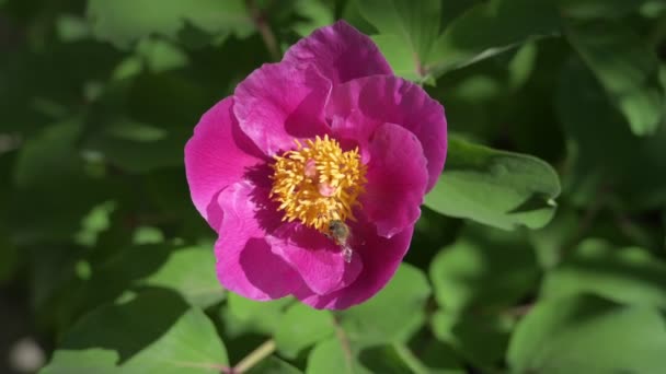 Uçan bal arısı yazın yeşil yapraklı şakayık çiçeğinden nektar alıyor. — Stok video
