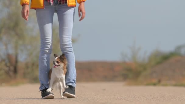 Obéissance animal de compagnie formation de la jeune femme propriétaire étape avec petit chihuahua chien marche sur l'asphalte faisant astuce pendant les loisirs en plein air — Video