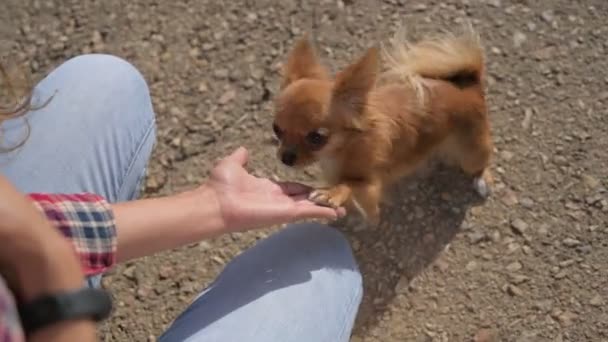 Pet dog szkolenia posłuszeństwo młodej kobiety podając rękę do chihuahua paw przybij piątkę podczas aktywności rekreacyjnej na świeżym powietrzu — Wideo stockowe