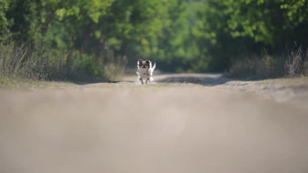 Un pequeño perro mascota chihuahua corriendo rápido durante el entrenamiento al aire libre en el parque verde — Vídeo de stock