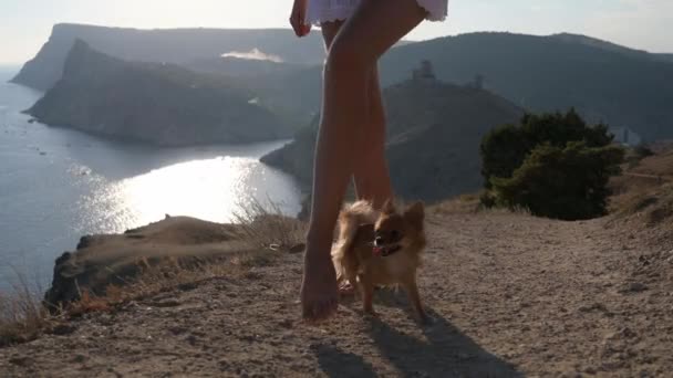 Yaz tatili aktivitelerinde sahibinin kadın bacakları arasında koşan komik küçük chihuahua köpeğinin itaat eğitimi. — Stok video