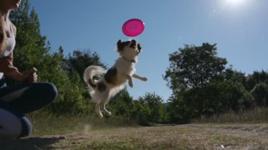 Açık havada çeviklik eğitimi küçük bir chihuahua köpeğinin zıplaması ve parktaki spor aktiviteleri sırasında uçan frizbi yakalaması ve kız sahibi tarafından beslenmesi.