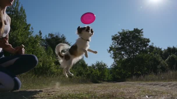 野外敏捷服従訓練の小さなChihuahuaペット犬ジャンプとキャッチ飛行円盤フリスビー間にスポーツレジャー活動で公園と摂食によって女の子の所有者賞 — ストック動画