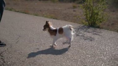 komik küçük chihuahua köpeği asfalt üzerinde ön pençeleri üzerinde yürür mal sahibi kadın hile eğitimi sırasında