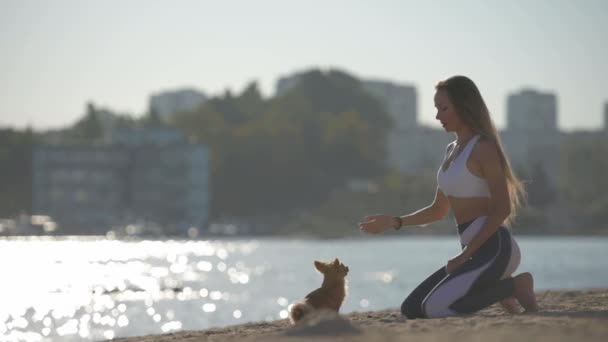 Obedience relationship concept of young sport active woman playing with little chihuahua pet dog following orders high five on sea city summer beach during training leisure activity in slow motion — Stock Video