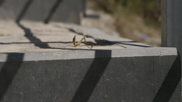 Natural environment concept of brown mantis insect walking on concrete steps in national park — стоковое видео