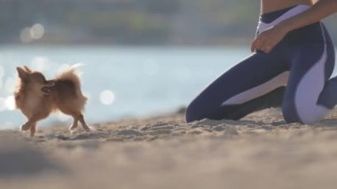 Aktif kız sahibi, yaz mevsiminde şehir kumsalında küçük köpeğiyle oyun oynuyor.