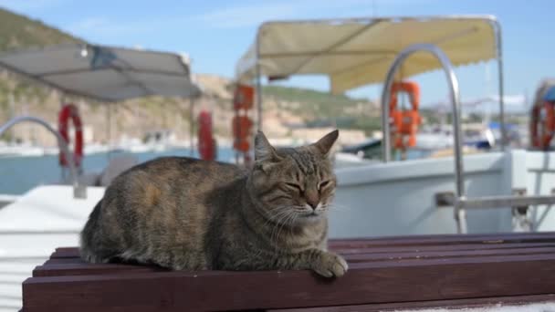 Сонний самотній кіт сидить на лавці біля морського причалу з приємними човнами в міському порту — стокове відео