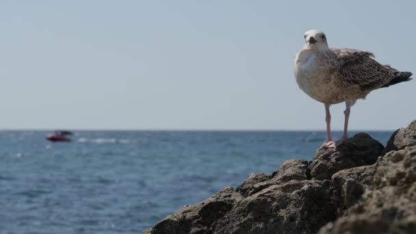 一只孤独的海鸥栖息在蓝色大海中的岩石岛上的自然环境，它的机动船在后面航行，有着复制的空间 — 图库视频影像