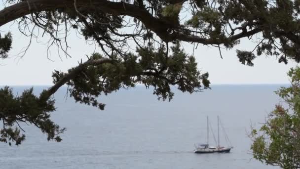 Crociera avventura marina su yacht vela vicino all'isola con alberi in primo piano durante il viaggio di vacanza di svago in mare oceano viaggi — Video Stock