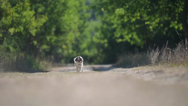 Canine and pedigree concept of fast little chihuahua pet dog running on dusty green summer path in park in slow motion during outdoor leisure activity training — Stock Video