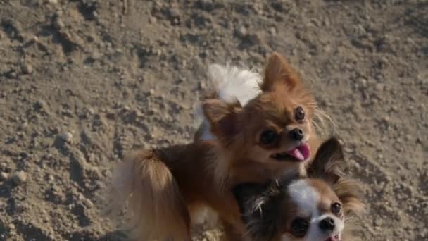 Two funny chihuahua dogs lean each other waiting for food from female owner during obedience training — Stock Video