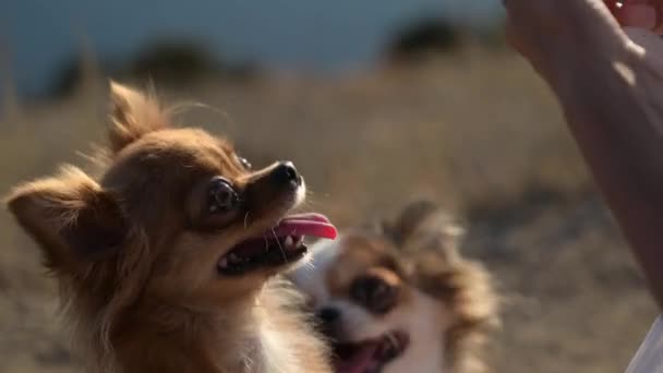 Mano del dueño de la mujer alimentando y acariciando a dos perros pequeños de chihuahua que se sientan durante el ocio de verano actividad natural vacaciones estilo de vida — Vídeos de Stock