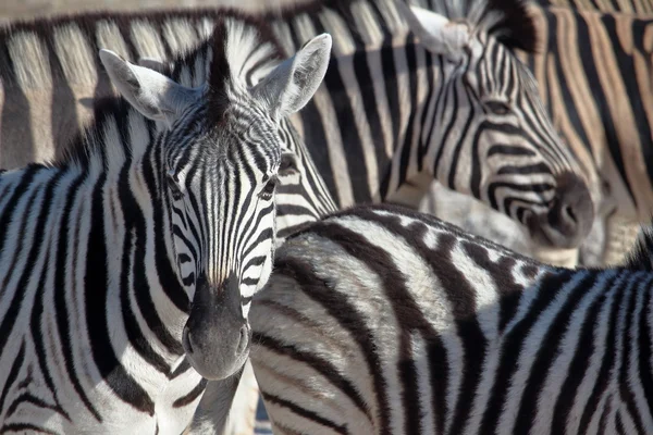 Zebra porträtt i Etosha National Park — Stockfoto