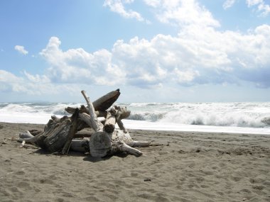 Sahil üzerinde dalgaların karaya attığı odun