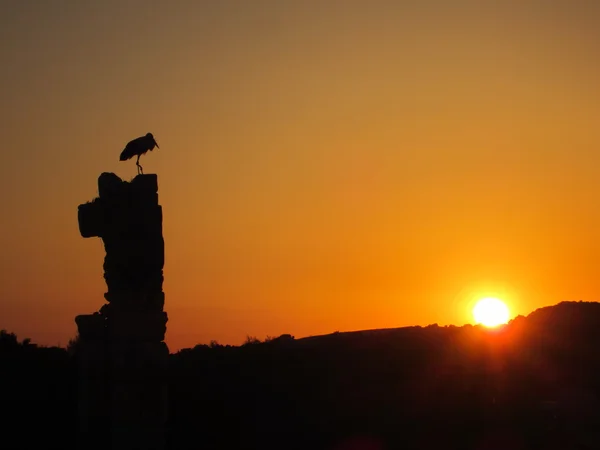 Silhouette de cigogne au coucher du soleil — Photo