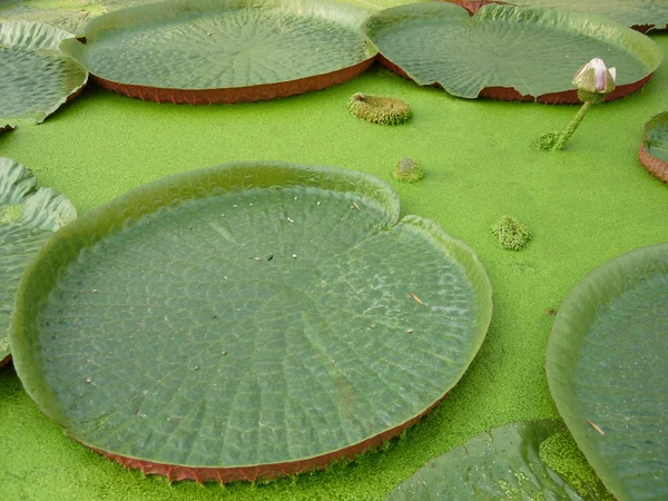 Lotus water lilly — Stock Photo, Image