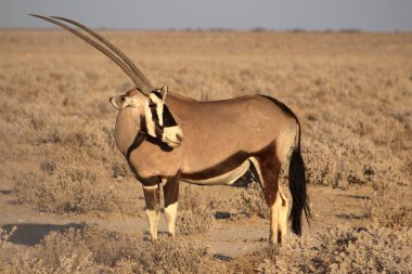 Oryx etkin olarak