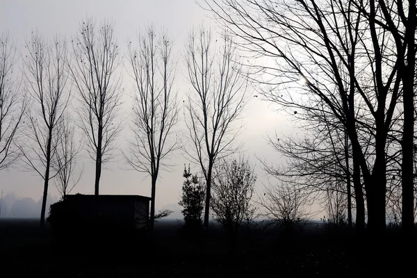 Mistige backlit bomen — Stockfoto